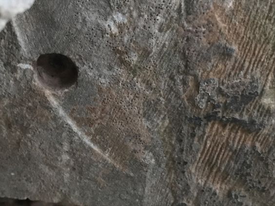 جوغن اخباری